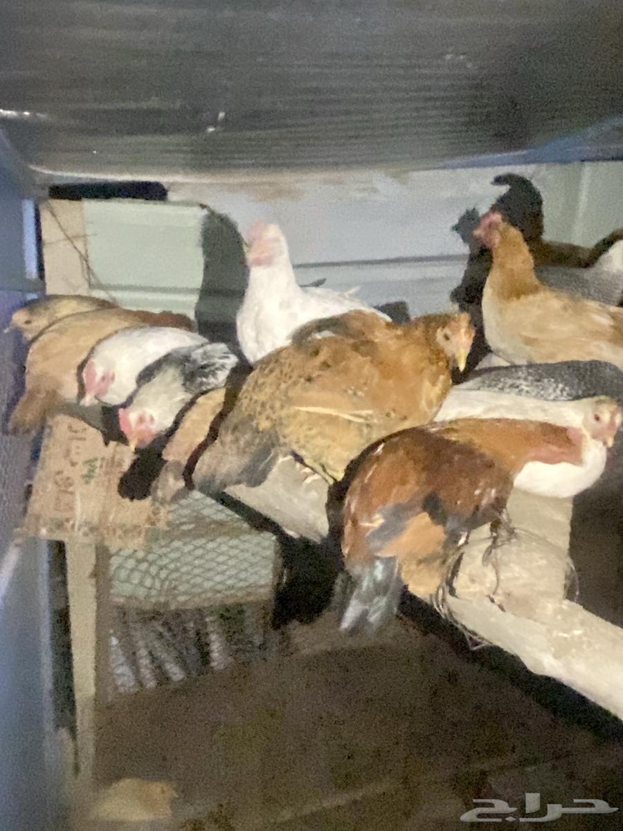 Local chicken and Fiume63094850369281111