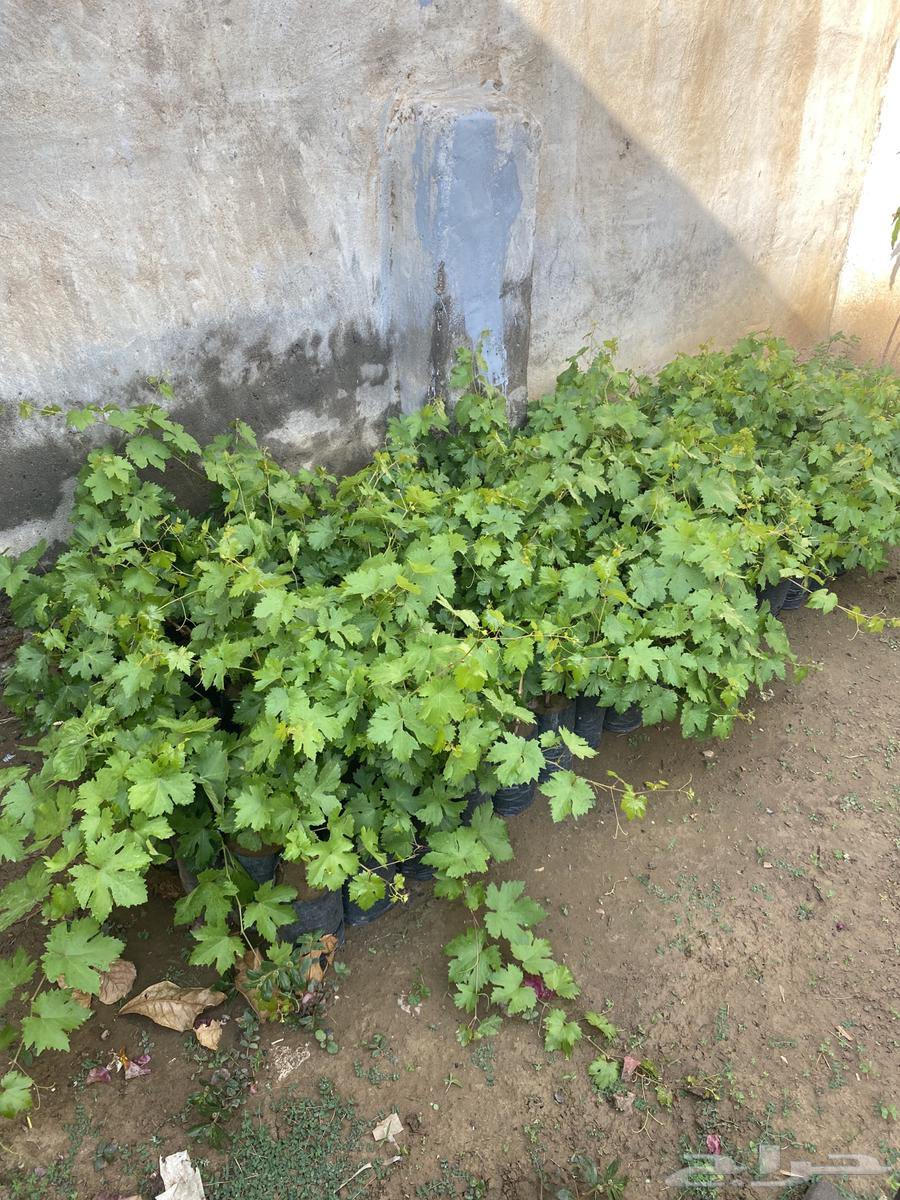 Grape seedlings price 5 wholesale630963522567691118