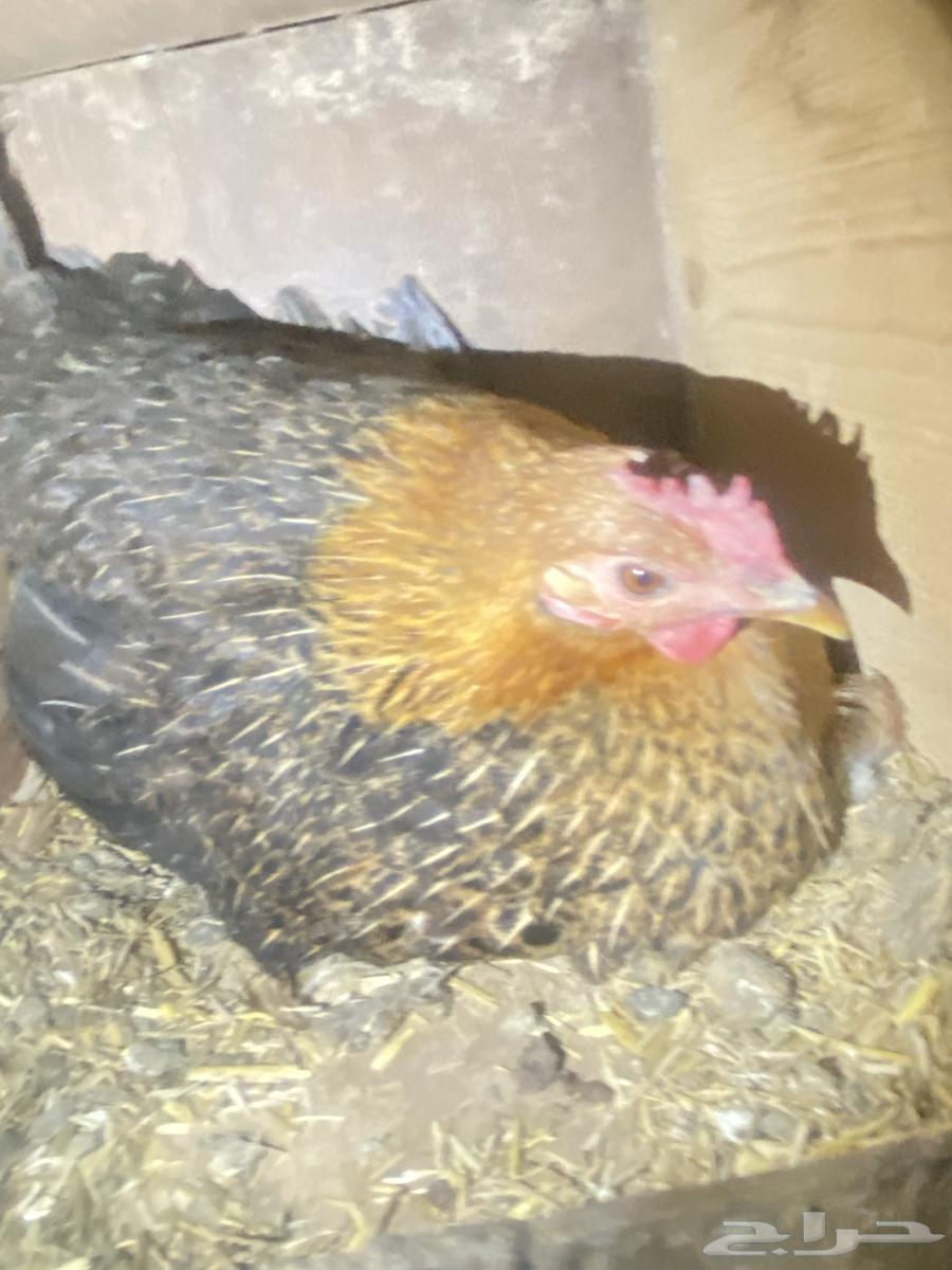 Local chicken and Fiume63094850369281113