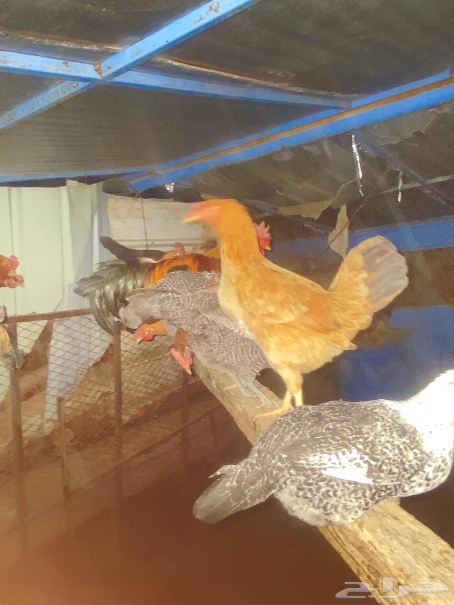 Local chicken and Fiume63094850369281112