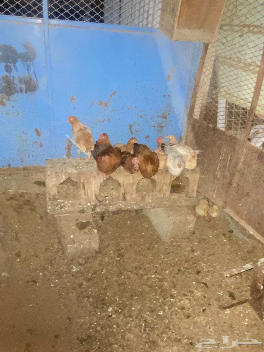 Local chicken and Fiume63094850369281114