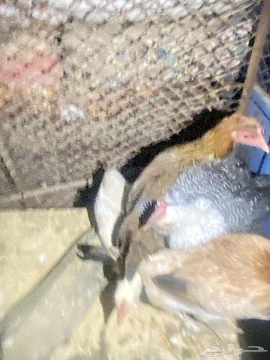 Local chicken and Fiume630948503692811127