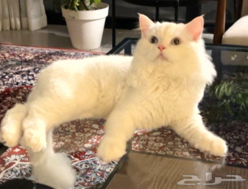 قط للبيع63477320473346111