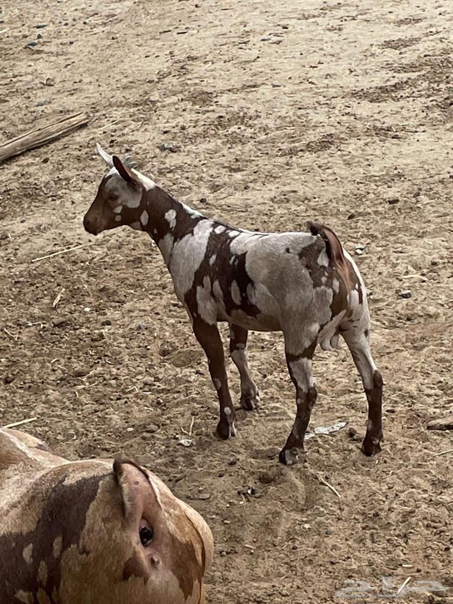 Omani sheep and goats produce a lot.630955892648991117