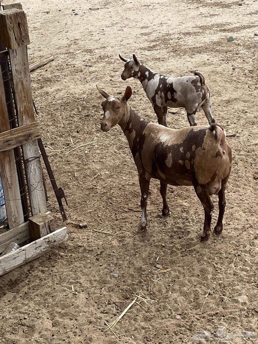 Omani sheep and goats produce a lot.63095589264899113