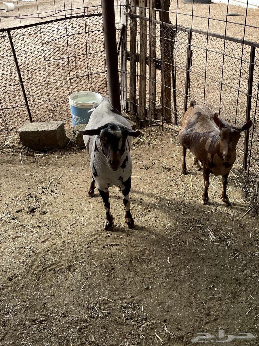 Omani sheep and goats produce a lot.63095589264899112