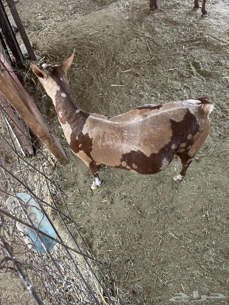 Omani sheep and goats produce a lot.63095589264899111