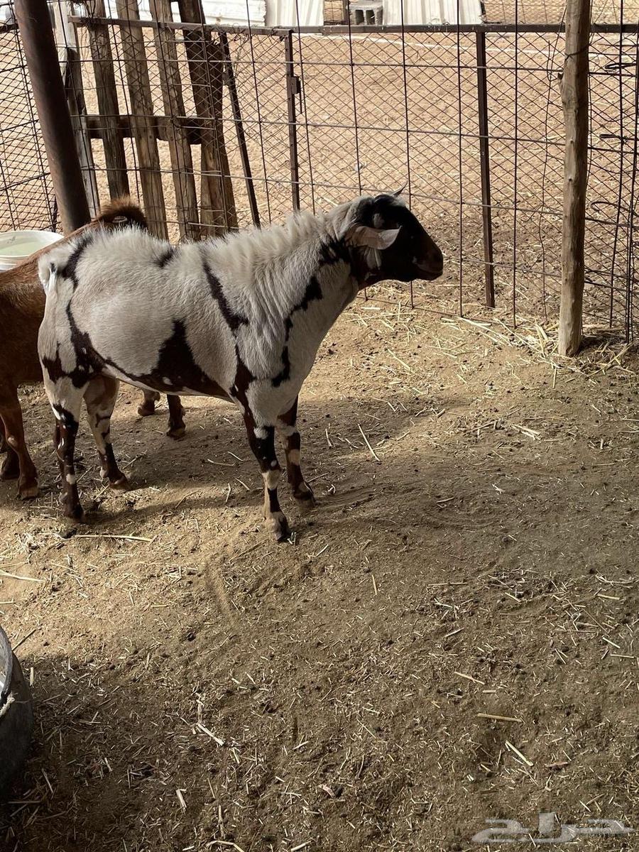 Omani sheep and goats produce a lot.63095589264899114
