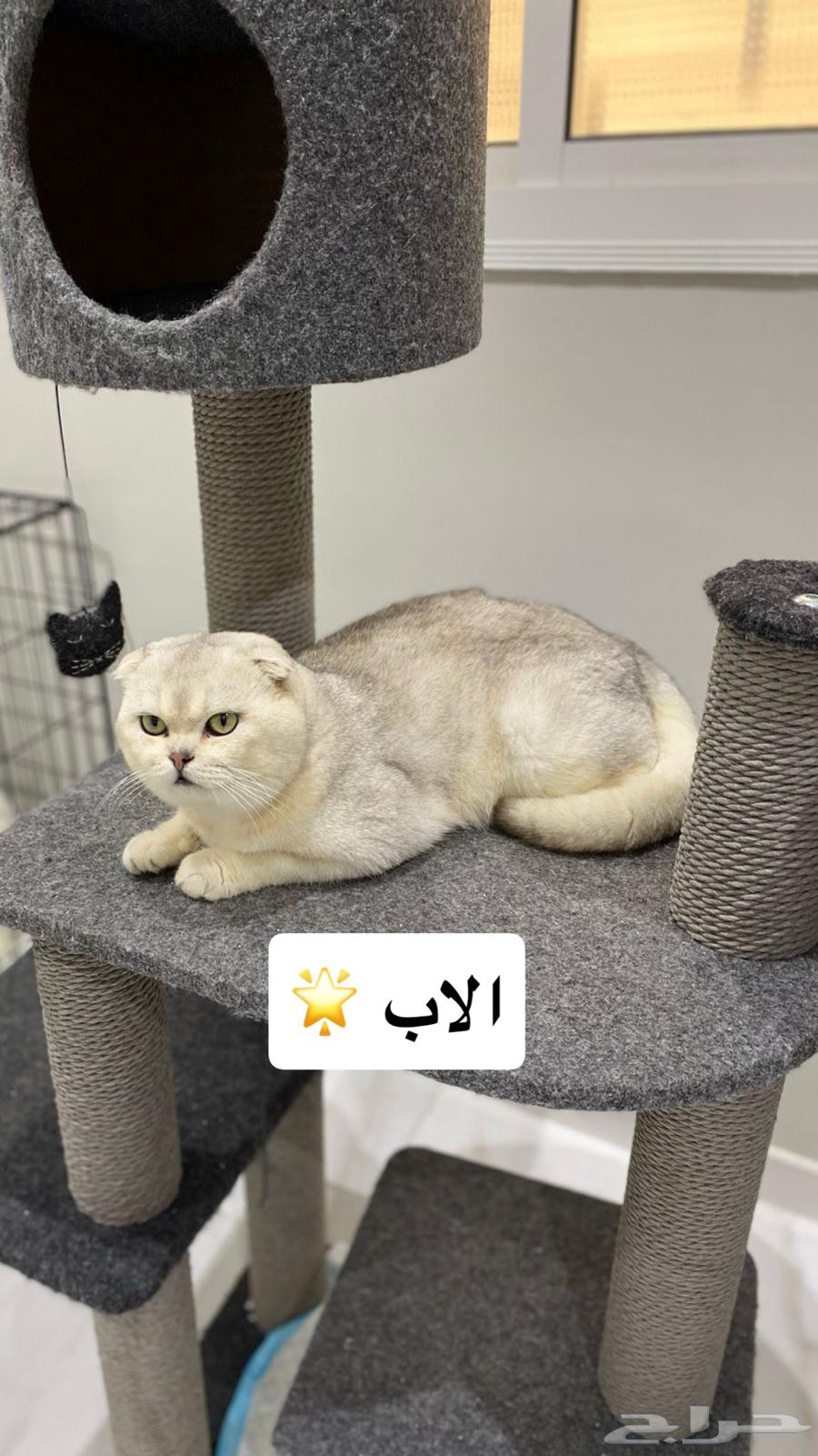 Cat Scotch for sale63205590759681113