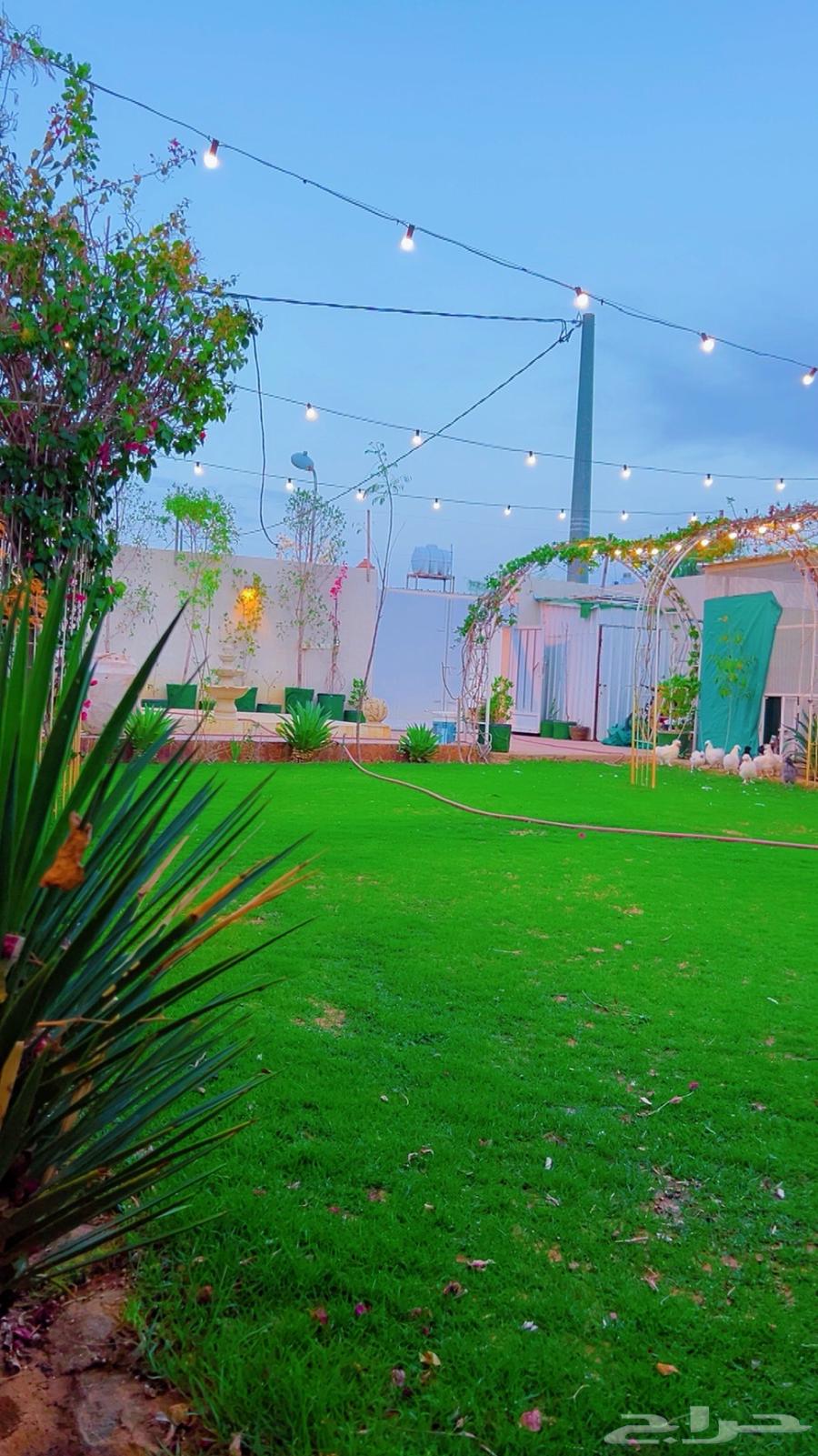 شاليه ايجار يومي ( مغري )63014750471554112