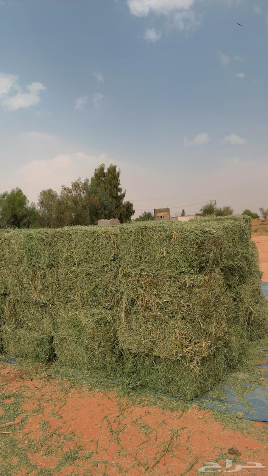 Tabuk Tayma' Hisah Al-Da'ib63092258021506113