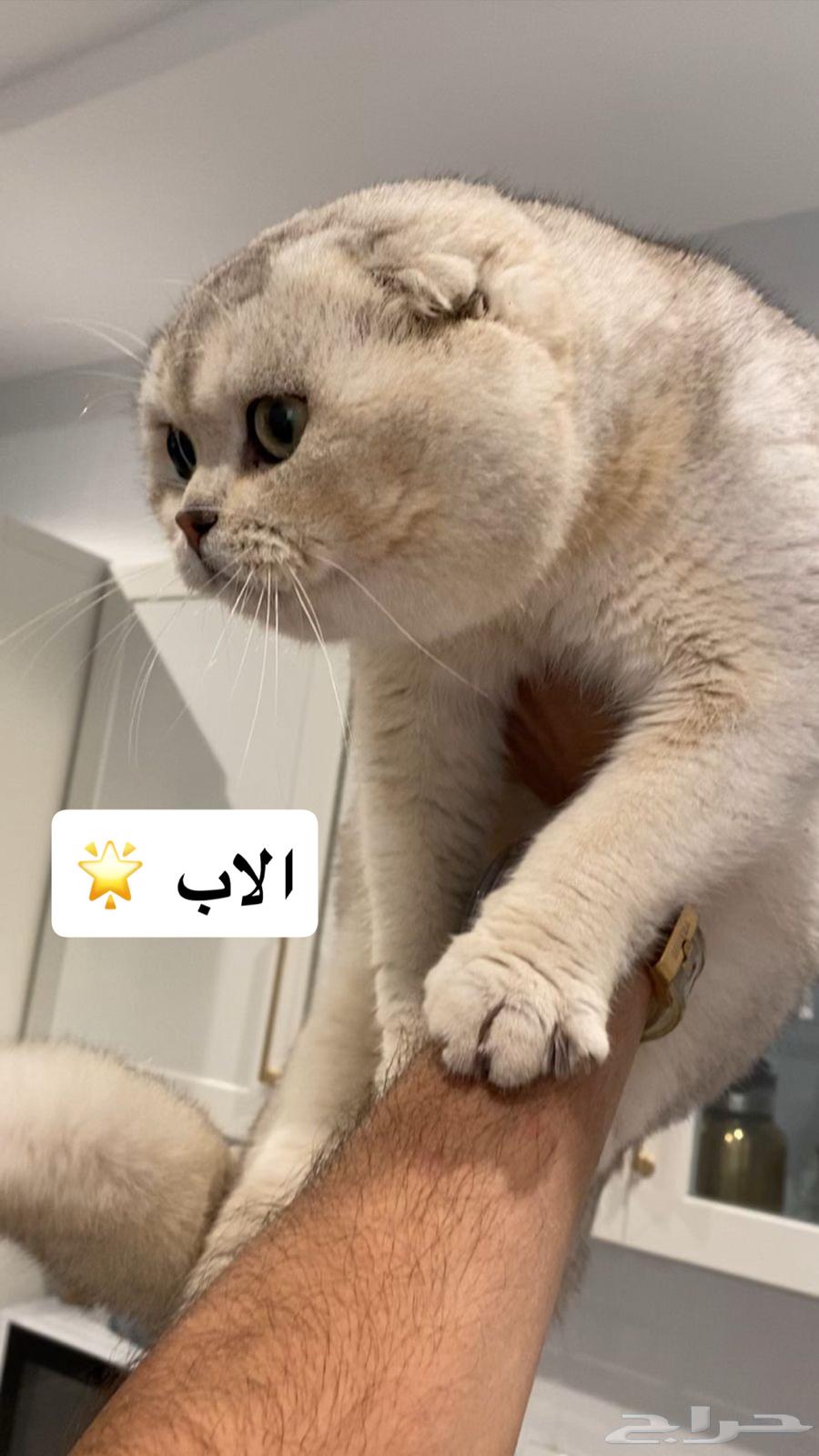 Cat Scotch for sale63205590759681114