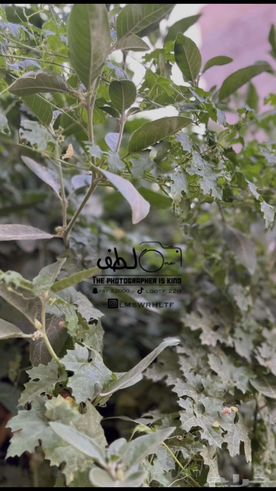 كاميرا نيكون63092603127809111
