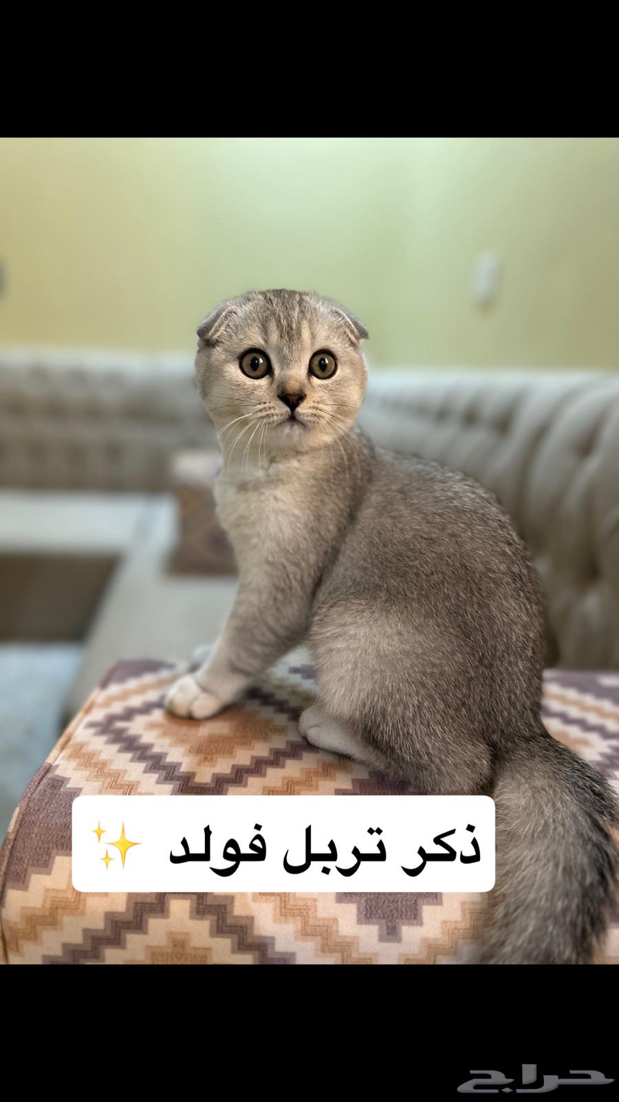 Cat Scotch for sale63205590759681112