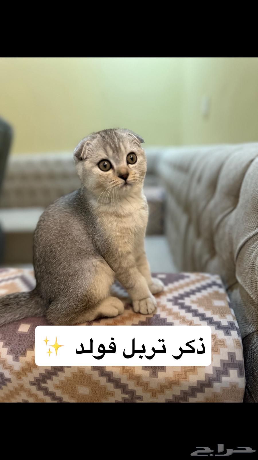 Cat Scotch for sale63205590759681111