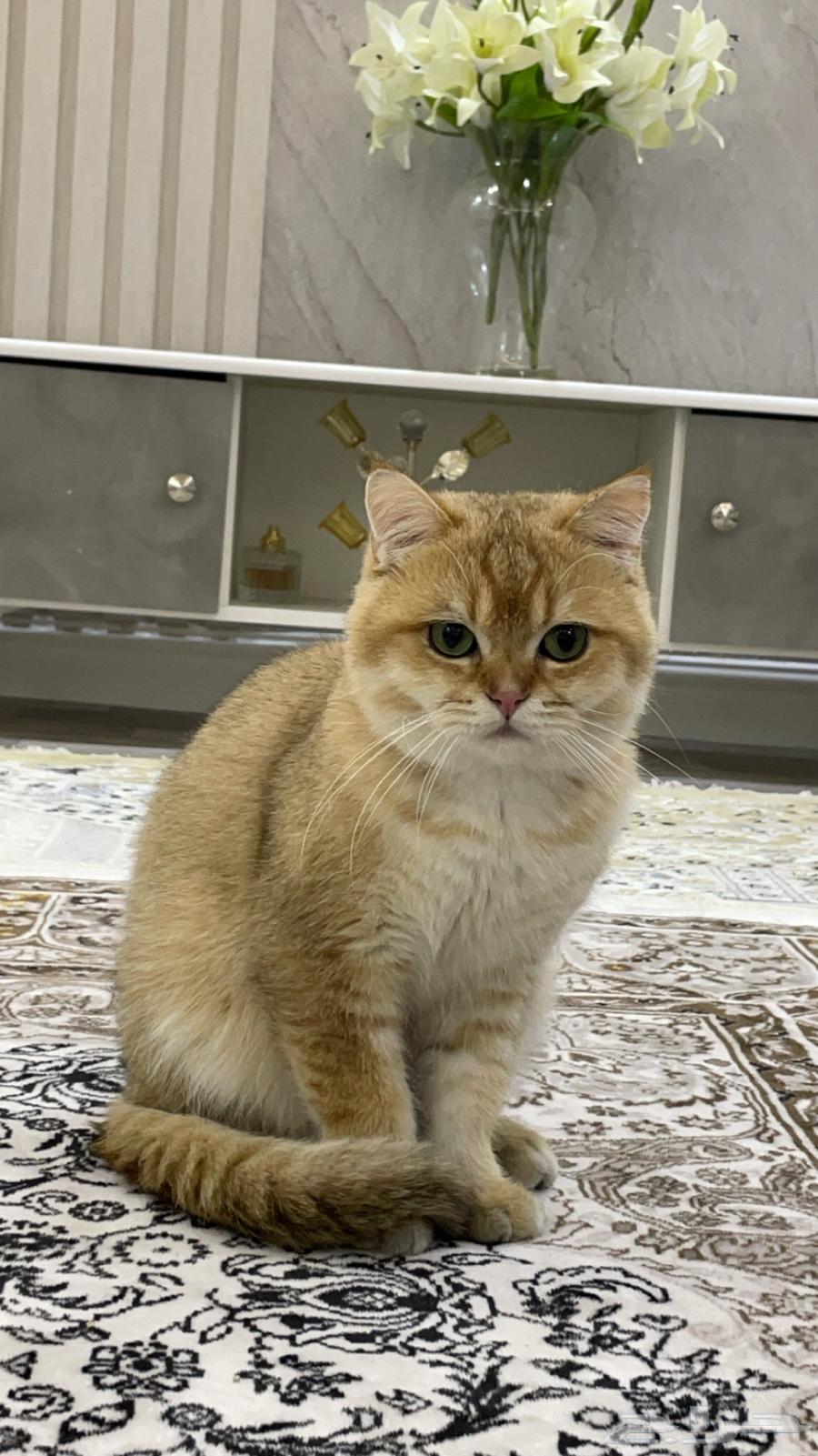 لعشاق سكوتش ستريت بيور - للبيع او التزاوج63092598934403113