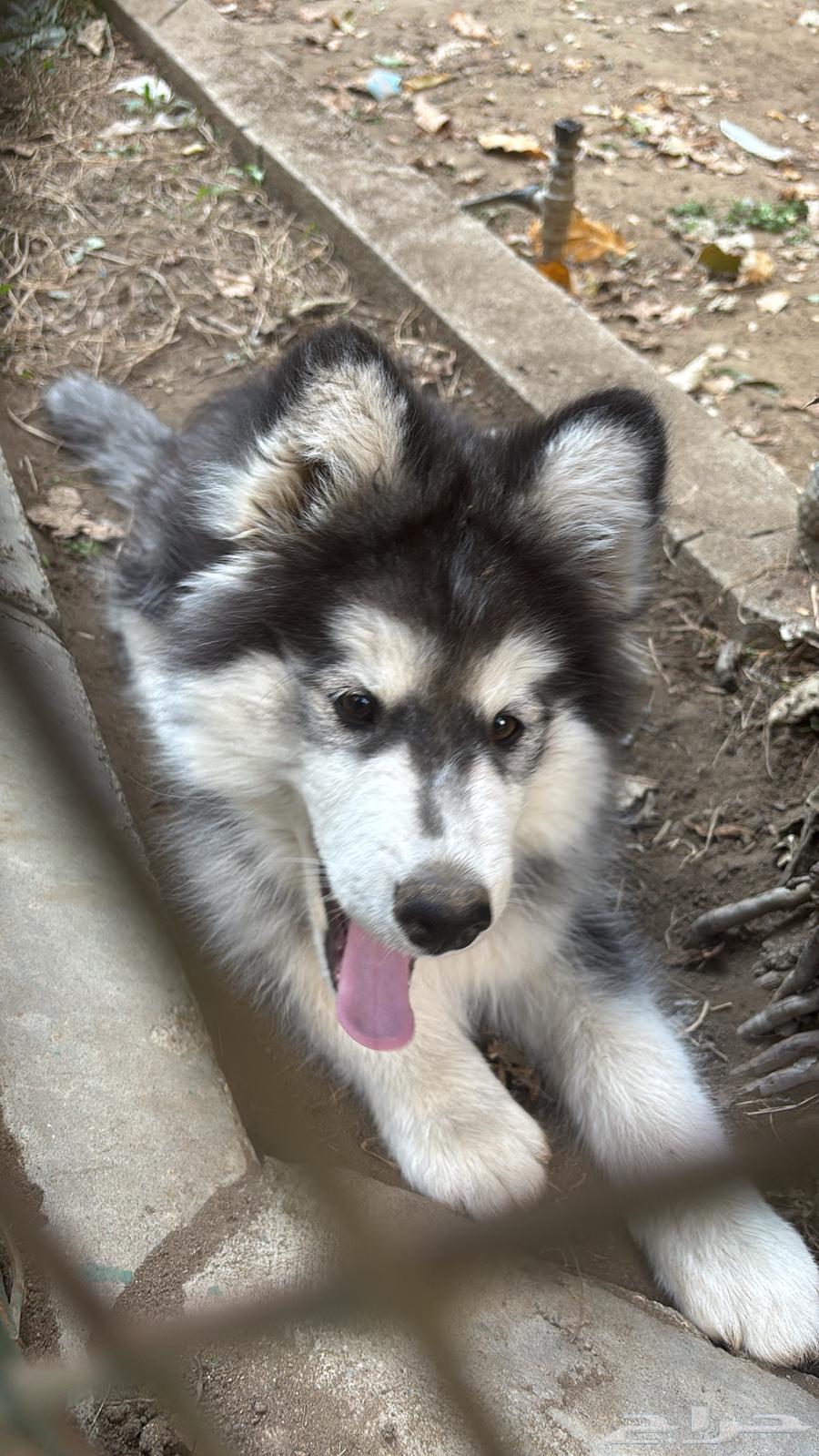 Purebred Husky puppy, five months old, very playful (for sale)63108672389889112