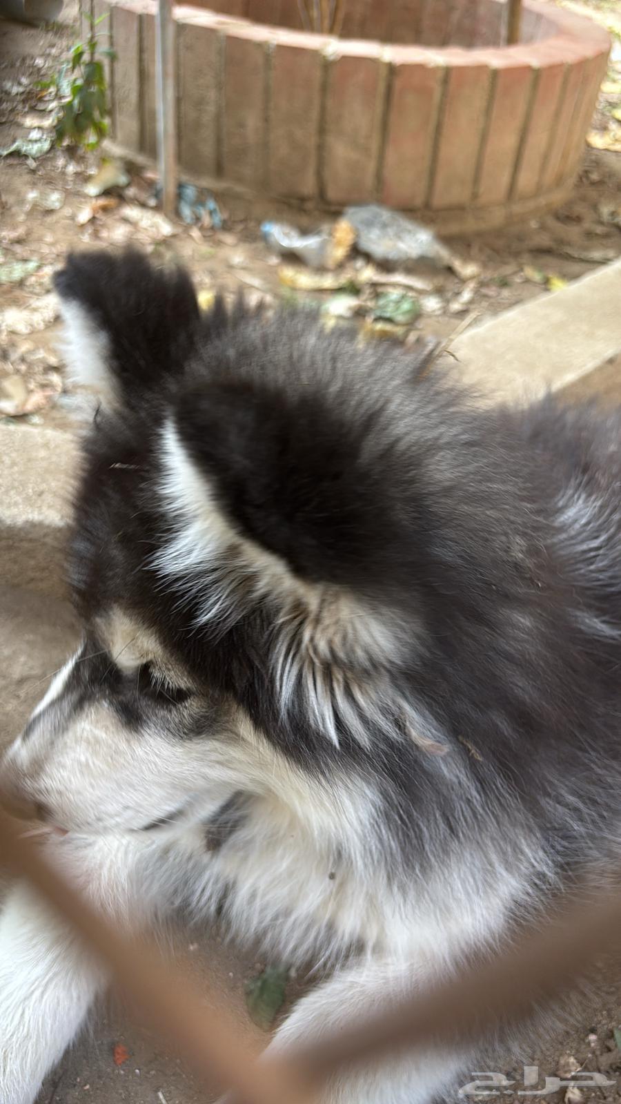 Purebred Husky puppy, five months old, very playful (for sale)63108672389889113