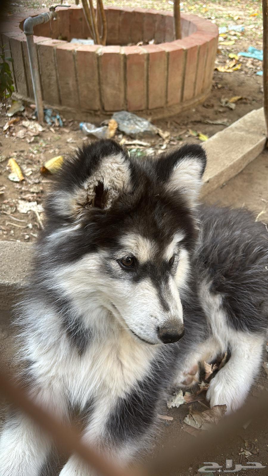 Purebred Husky puppy, five months old, very playful (for sale)63108672389889111
