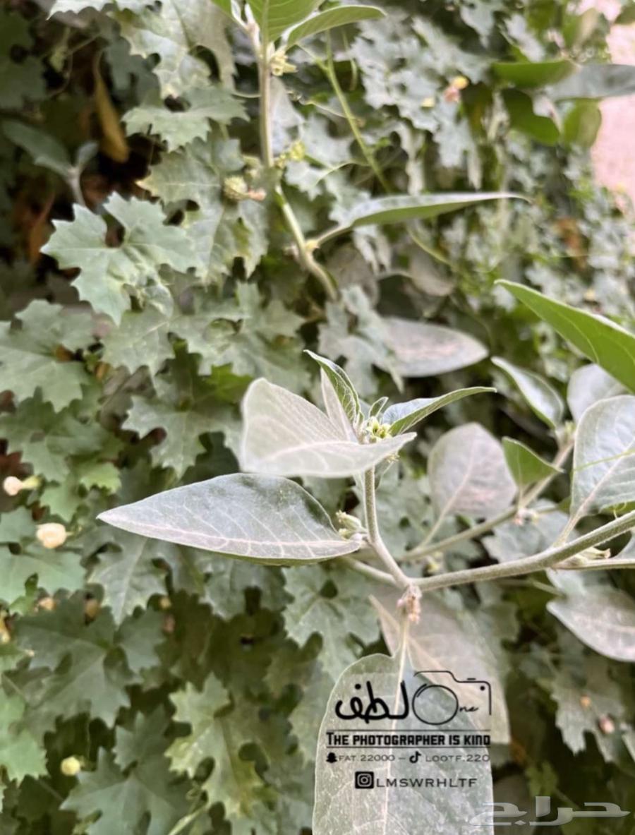 كاميرا نيكون63092603127809114