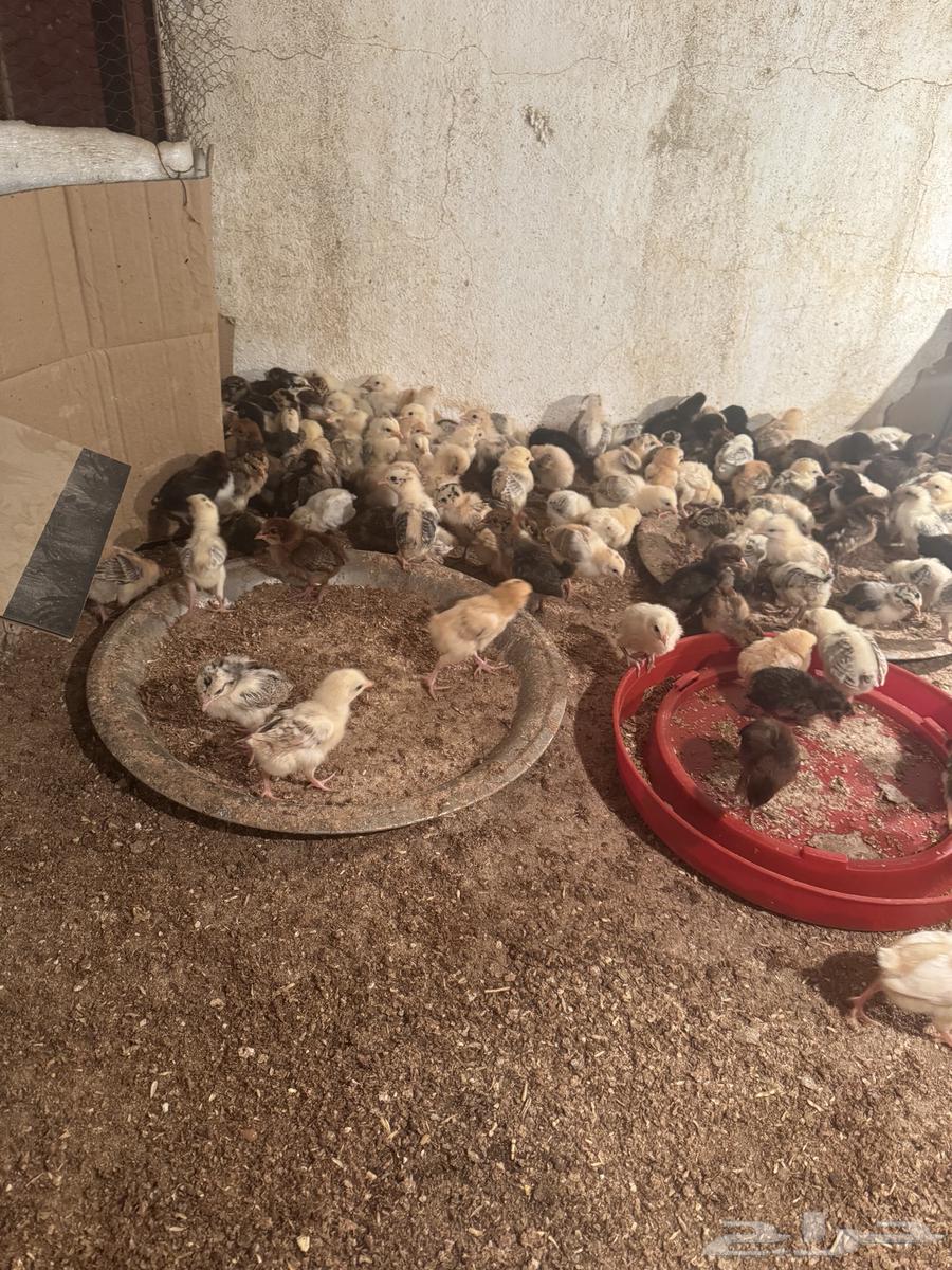 My country's puppies for sale63091925011458113