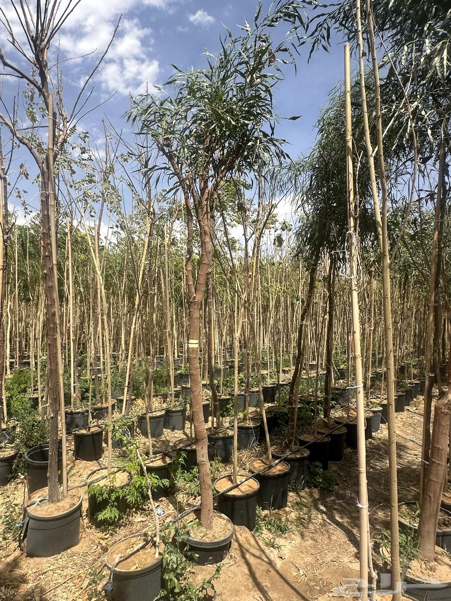 Salt-tolerant Acacia glauca and Bauhinia and Acacia salicina in Najran63094092906755118