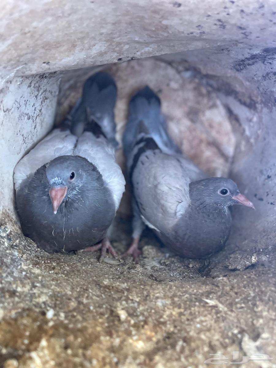 Coalbirds63092981534850116