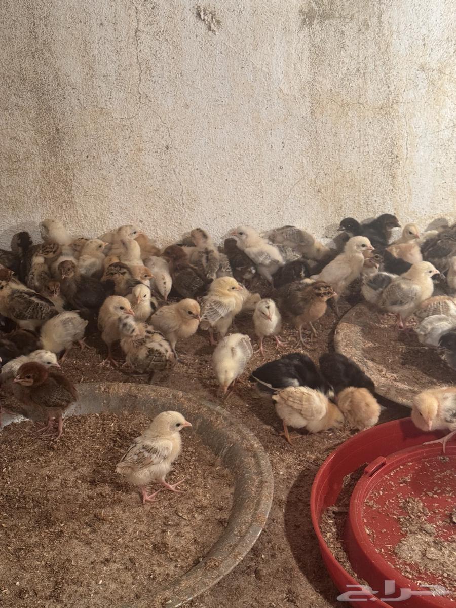 My country's puppies for sale63091925011458112