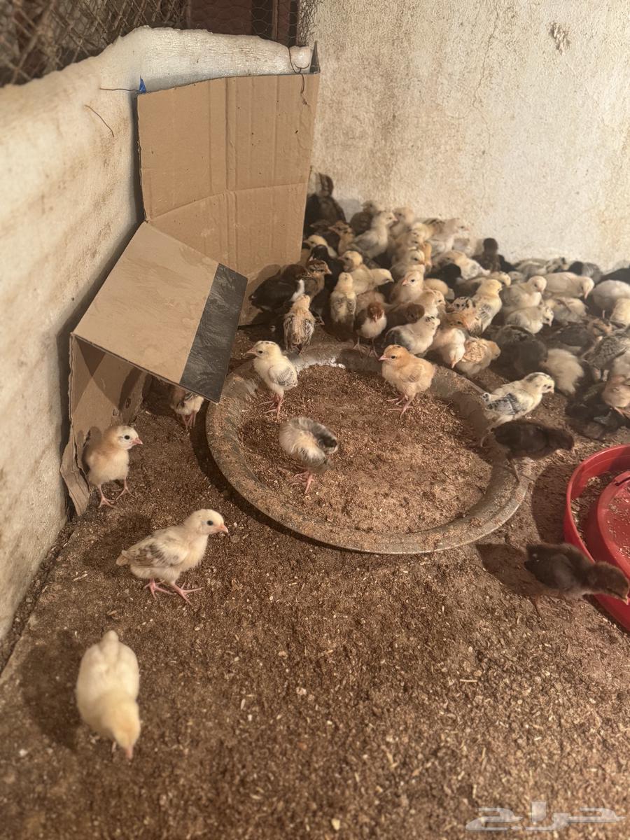 My country's puppies for sale63091925011458114