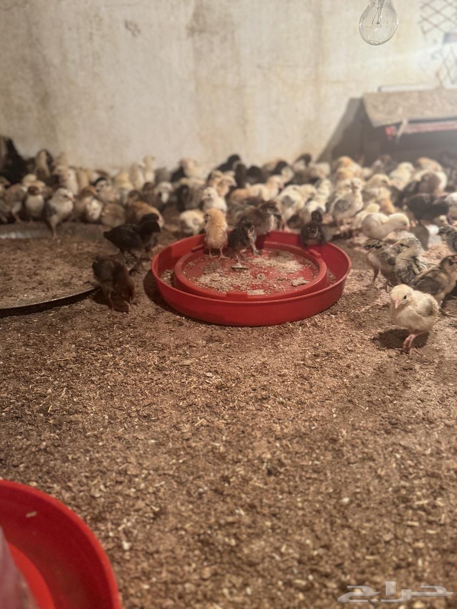 My country's puppies for sale63091925011458110