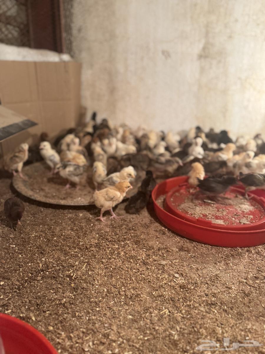 My country's puppies for sale63091925011458111