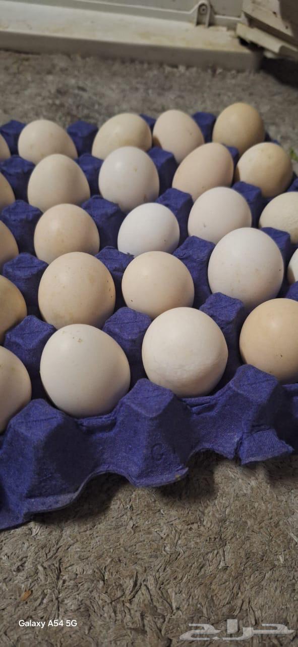 Local eggs 10 plates630926171194901111