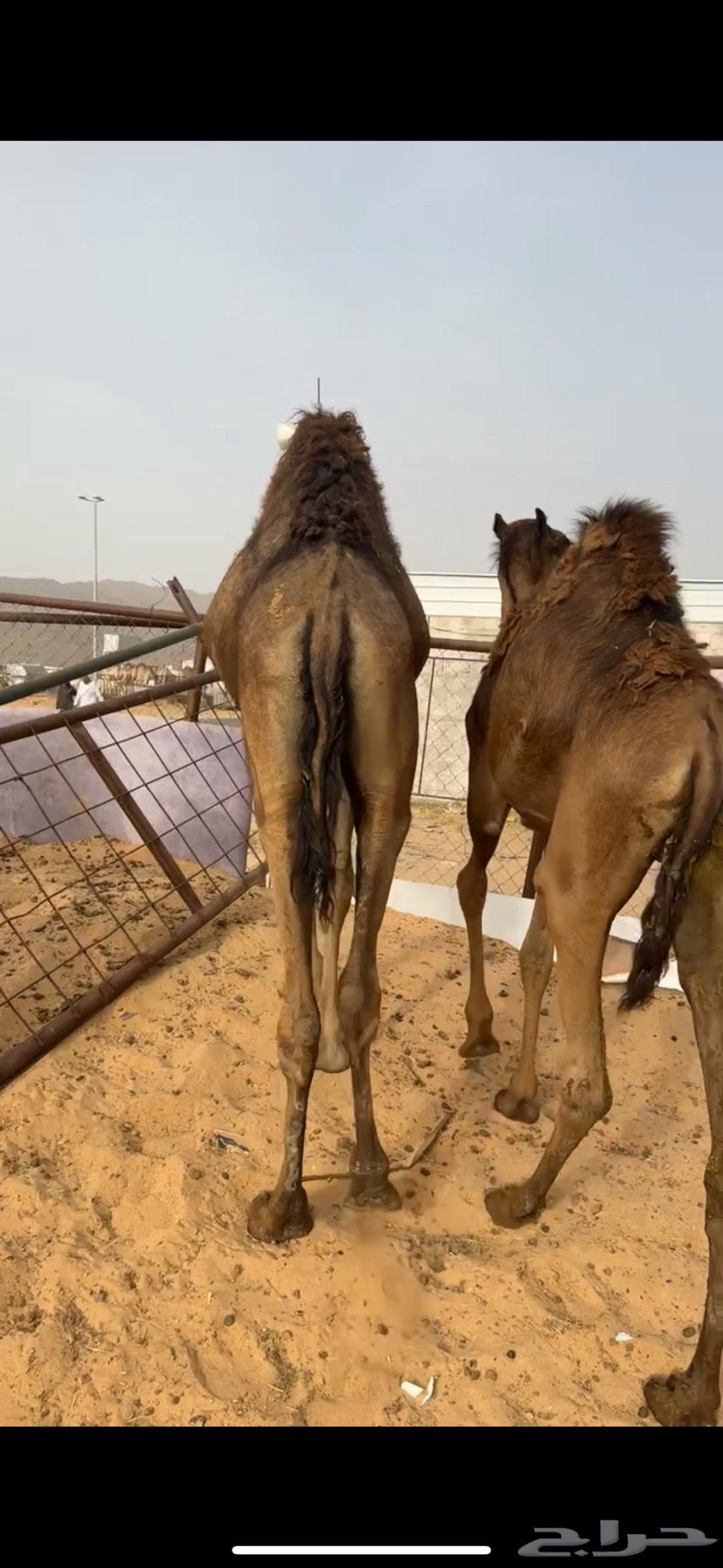 قعدان مفاريد كفو للبيع63093327858307114