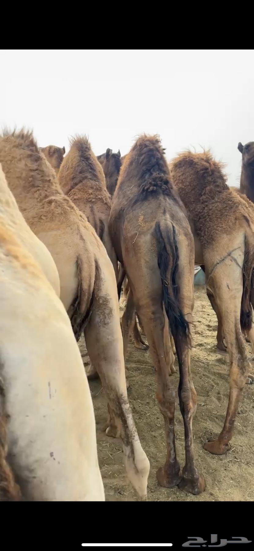 قعدان مفاريد كفو للبيع63093327858307111