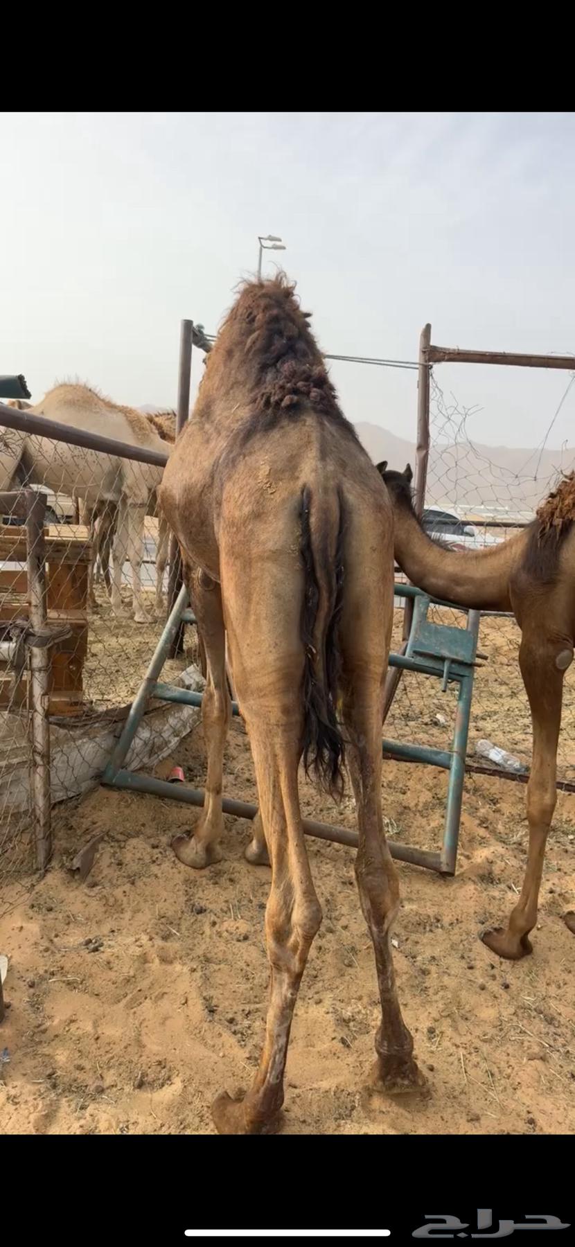 قعدان مفاريد كفو للبيع63093327858307112