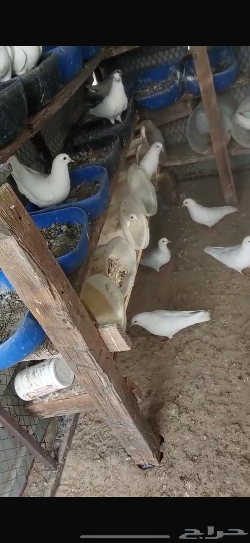 حمام فرنسي جامبو لاحم63099716978691113