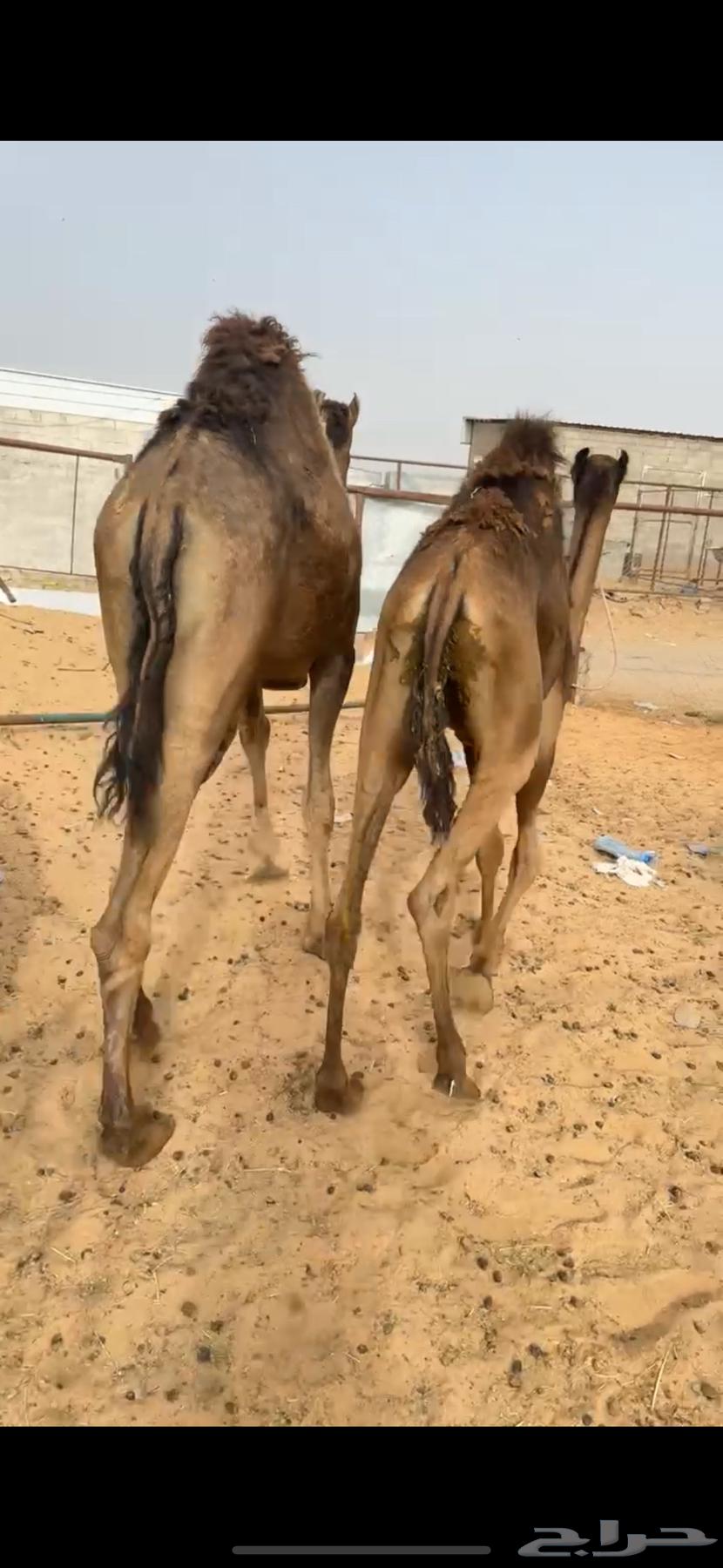 قعدان مفاريد كفو للبيع63093327858307113