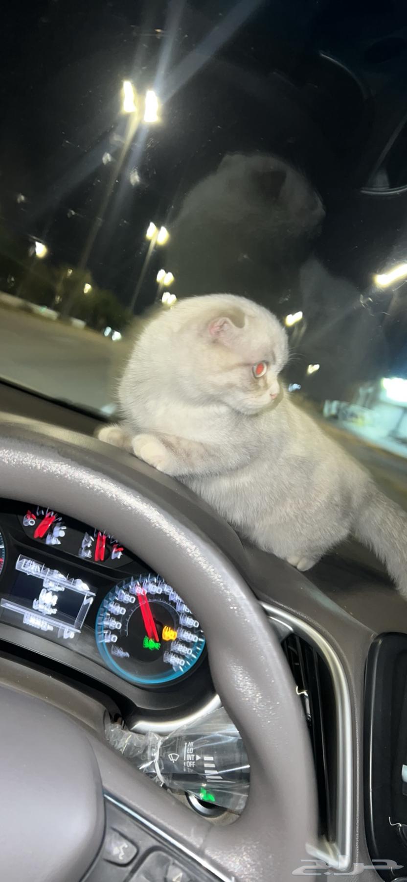للبيع سكوتش فولد هجين63094087883778111