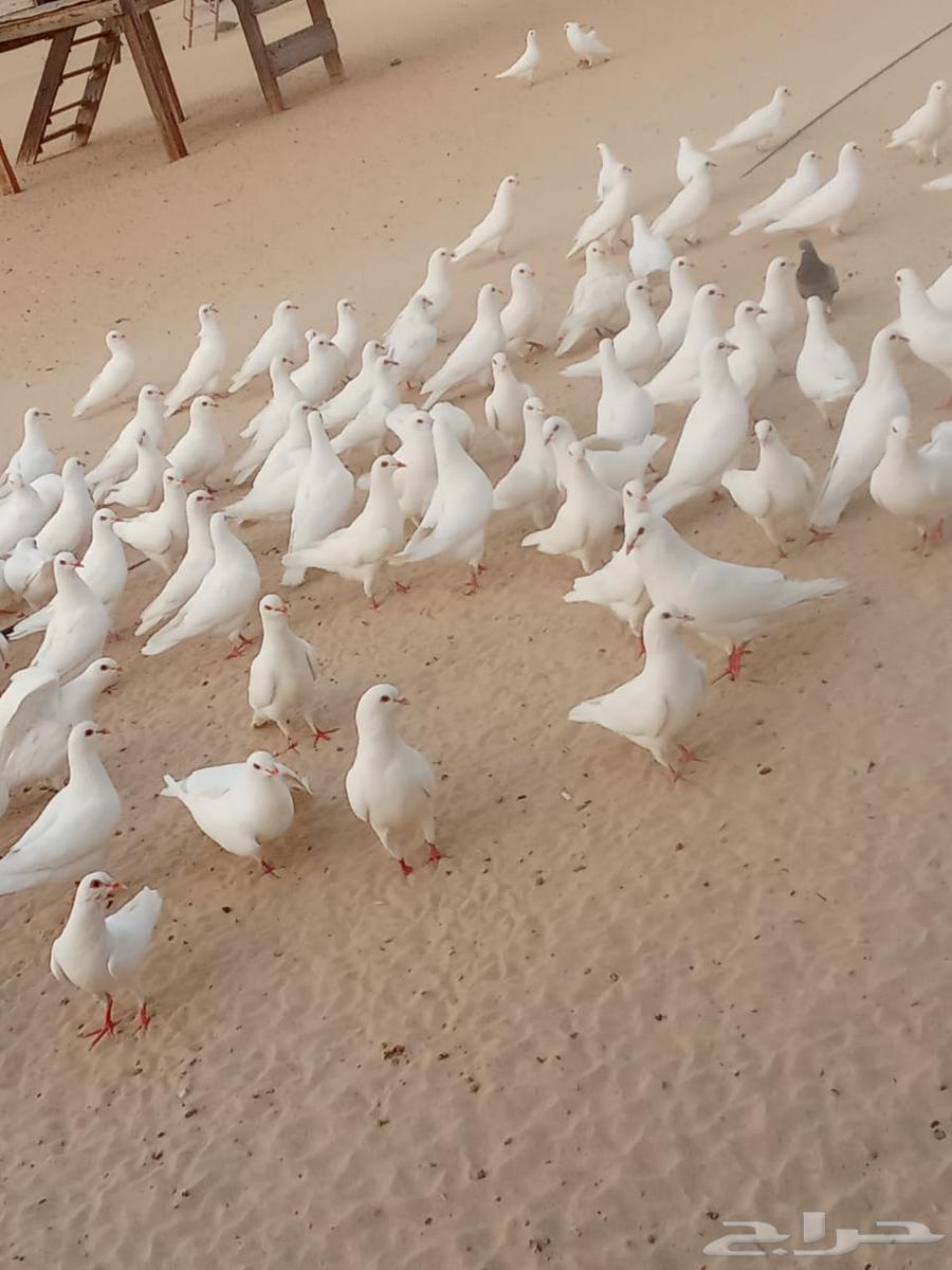 حمام فرنسي جامبو لاحم630997169786911113