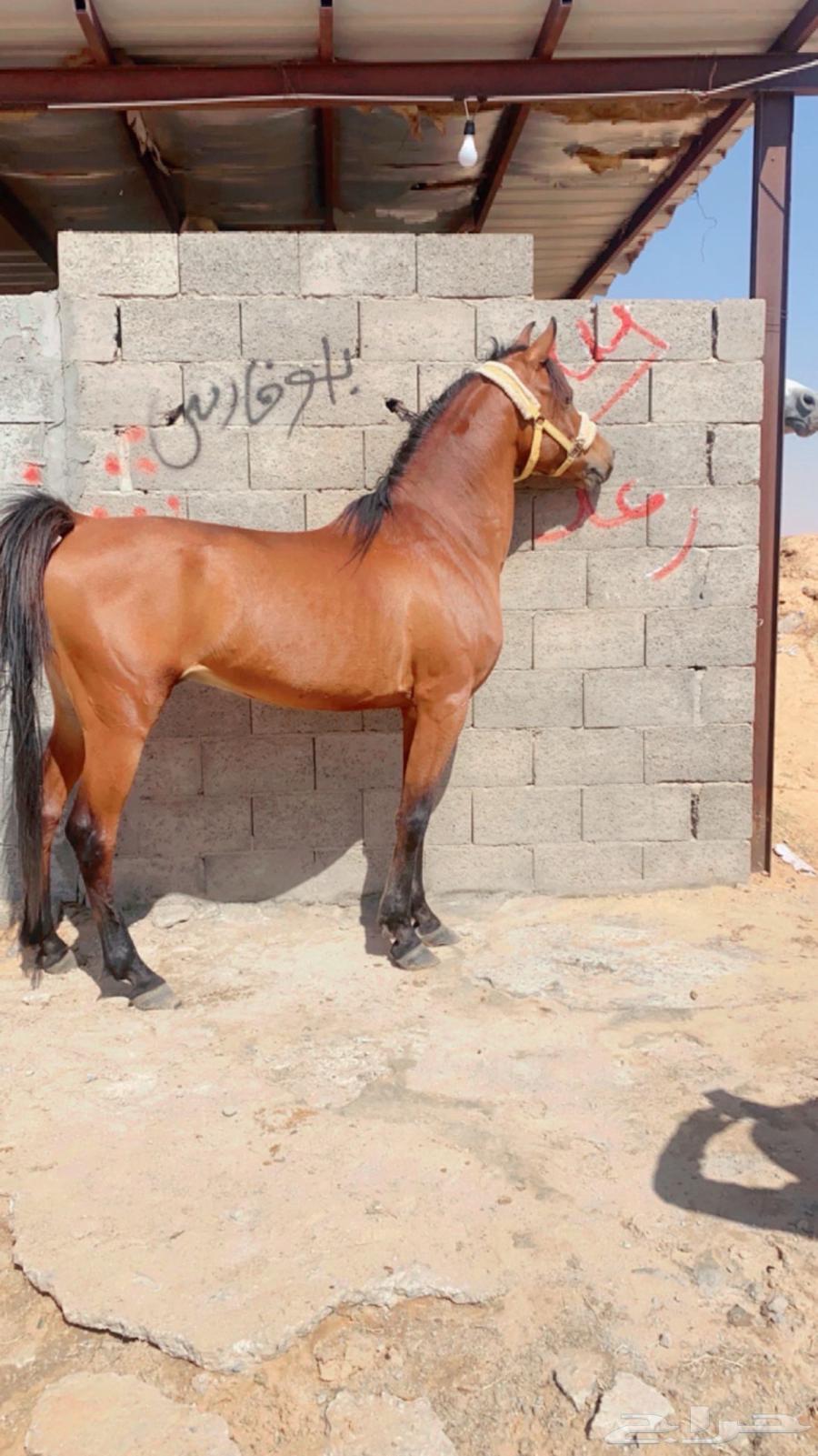 حصان شعبي شيخخ .630911156965141128