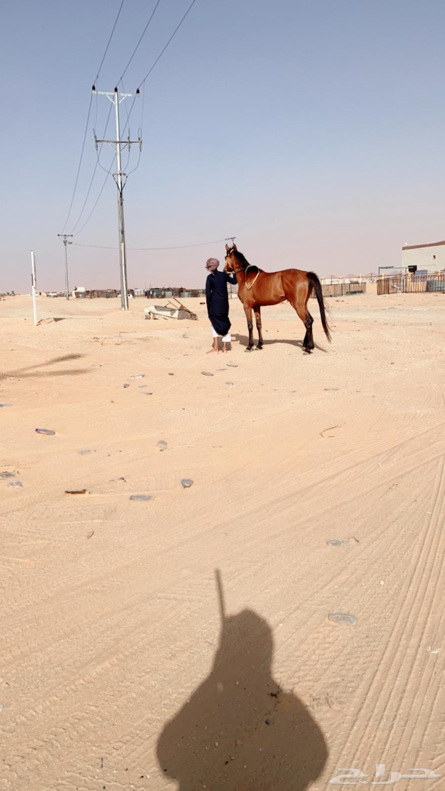حصان شعبي شيخخ .63091115696514114