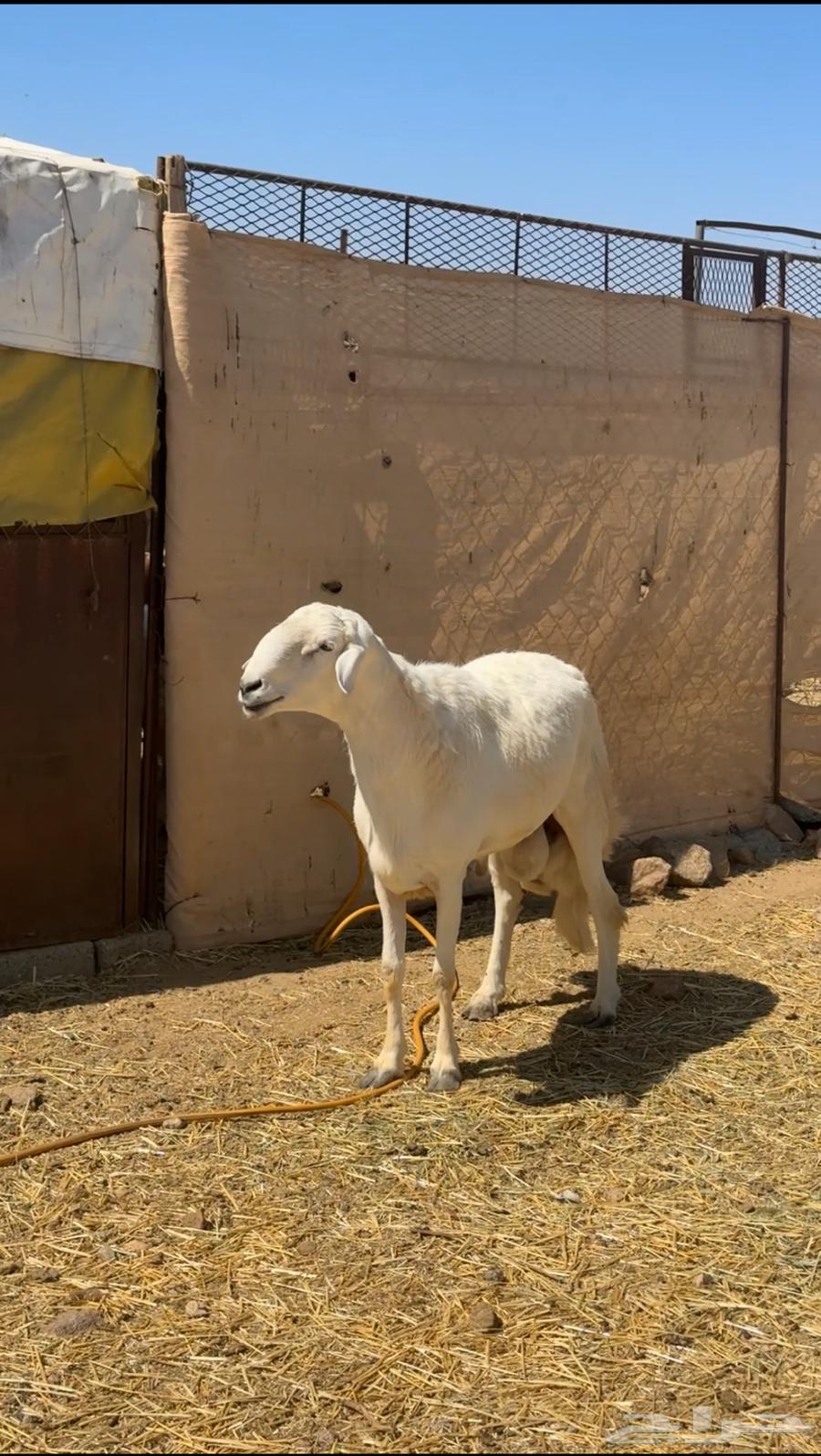 Male lamb breed (Sold)63089588196865115