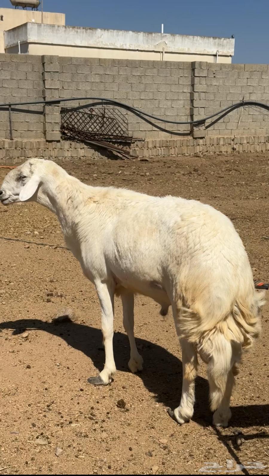Male lamb breed (Sold)63089588196865112
