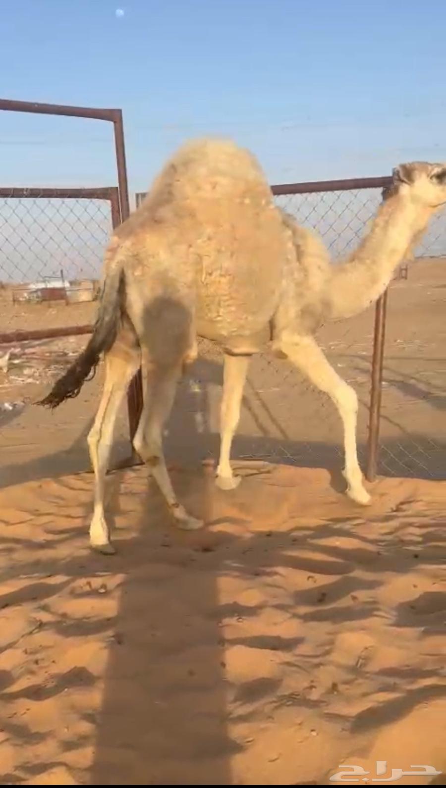 قعود فل كفو مغلق للبيع التواصل اتصال630895934700811129
