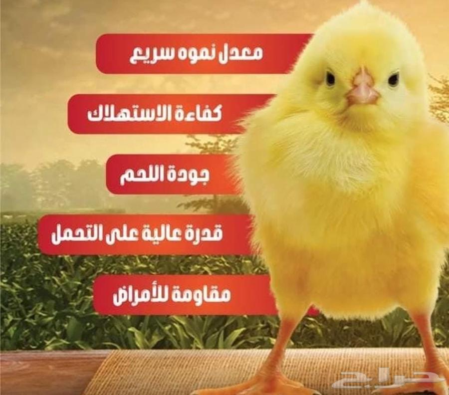 صوص لاحم 30863475523315713111