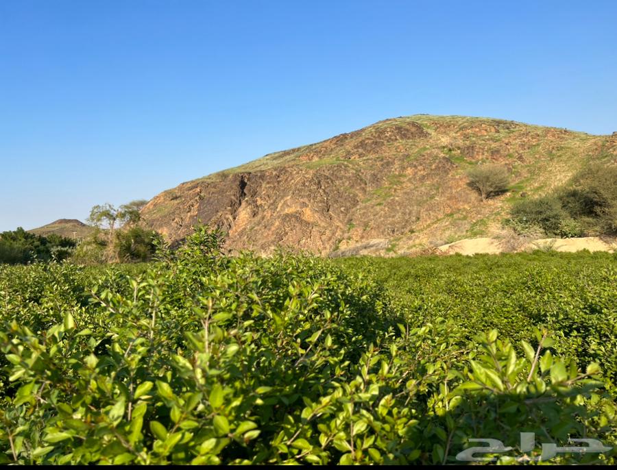 حناء وسدر المدينة (ينبع النخل)63091149541378113