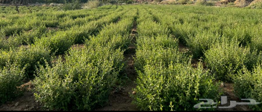 حناء وسدر المدينة (ينبع النخل)63091149541378114