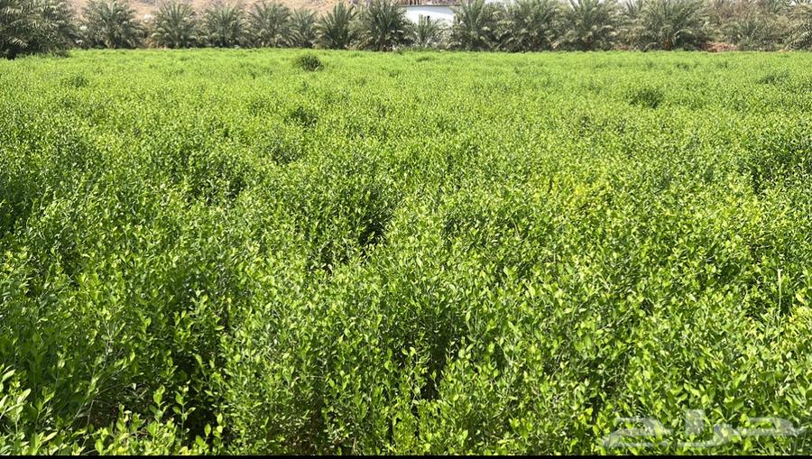 حناء وسدر المدينة (ينبع النخل)63091149541378112