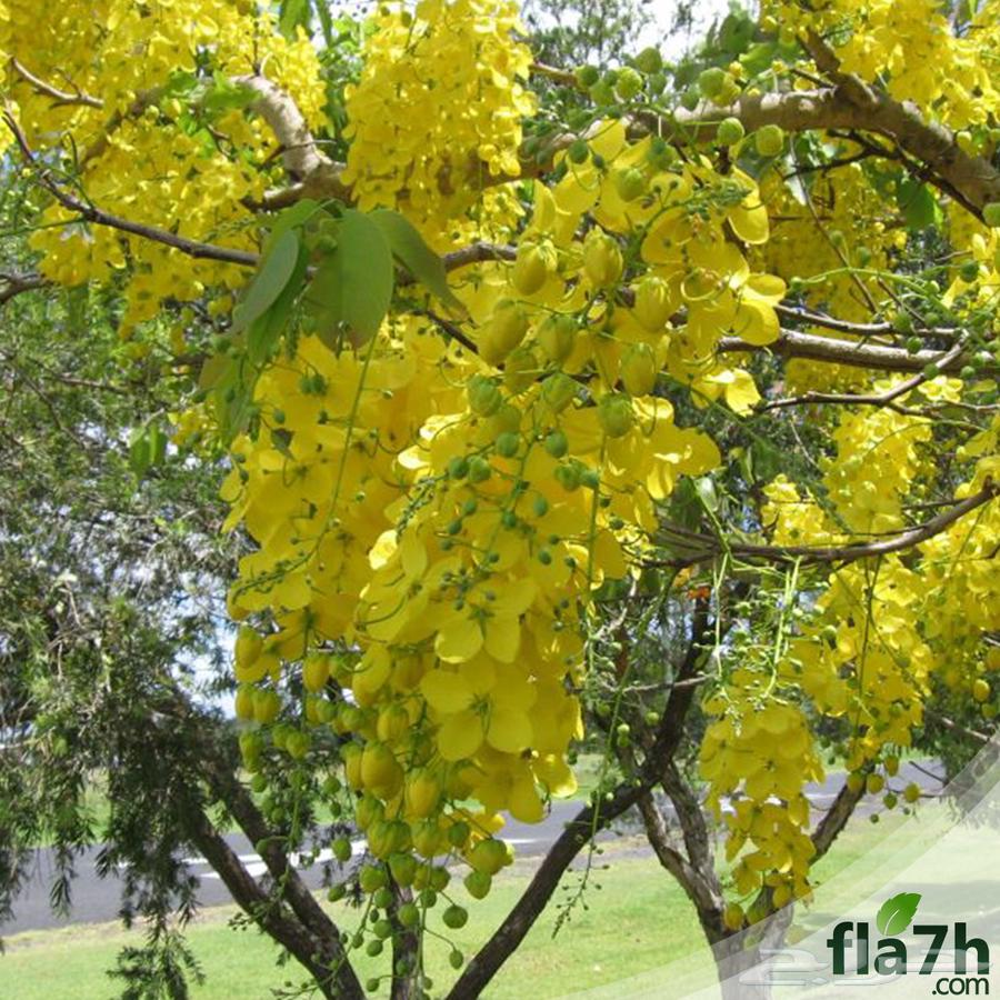 A collection of ornamental tree seeds630895931348491114