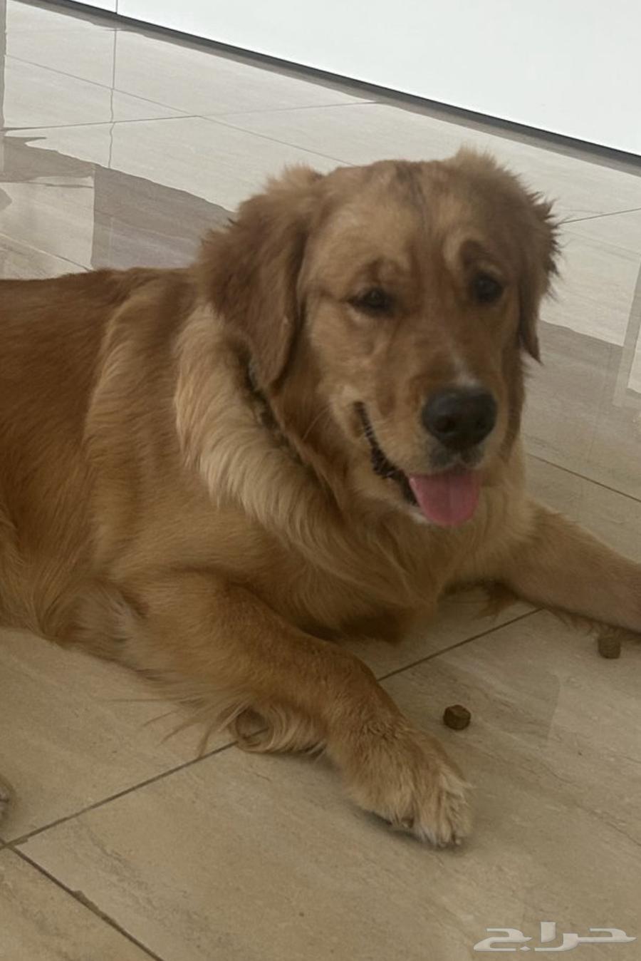 Golden Retriever for mating630915335214111129